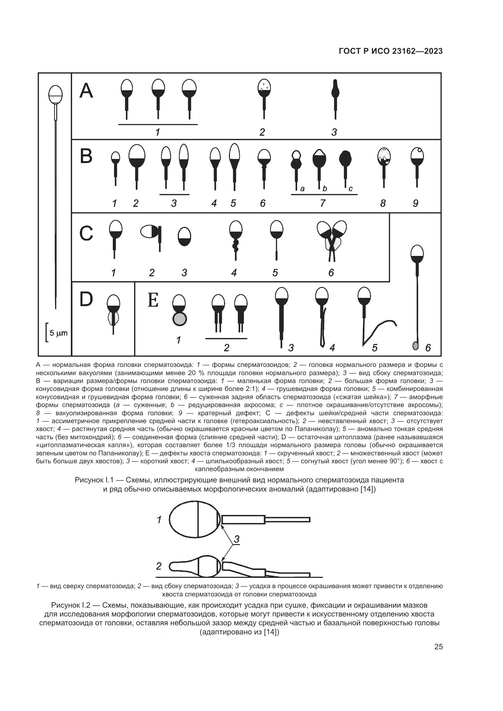 ГОСТ Р ИСО 23162-2023, страница 29